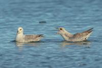 Fulmarus glacialis