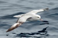 Antartica fauna