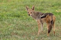 Black-backed jackal