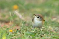 Phylloscopus collybita