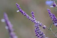 ECUADOR -FLOWERS