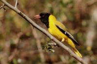 ETHIOPIA FAUNA