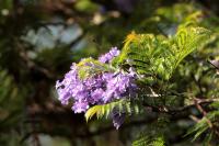 ETHIOPIA FLORA