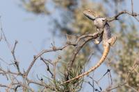 Kazakhstan FAUNA