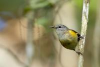 Dominican Republic-FAUNA