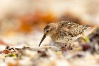 Calidris alpina