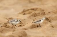 Calidris alba