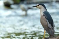 Nycticorax nycticorax