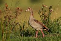 South Africa- Fauna