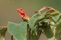 Sri Lanka FAUNA