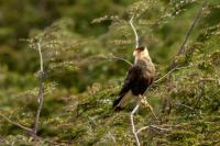 Caracara plancus