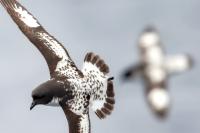 Antartica fauna