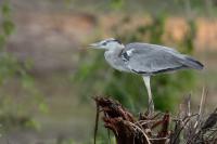 Ardea cinerea