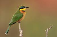 ETHIOPIA FAUNA