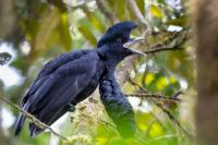 ECUADOR-FAUNA