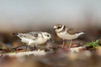 Calidris alba