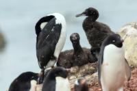 Antartica fauna