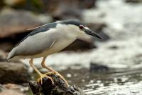 Nycticorax nycticorax