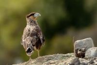 Caracara plancus