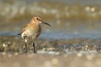 Calidris alpina