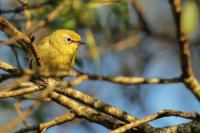 South Africa- Fauna