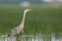 Ardea cinerea