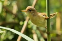 Acrocephalus palustris