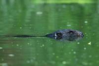 Eurasian beaver