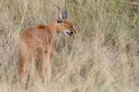 Caracal