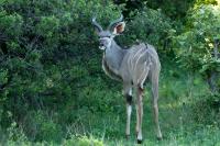 Greater kudu