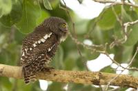 Glaucidium capense