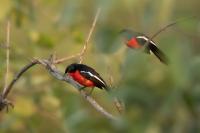 Laniarius atrococcineus