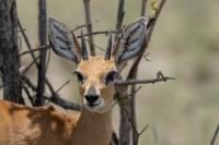 Steenbok