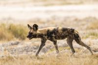 African wild dog