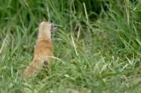 Yellow mongoose