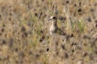 Charadrius asiaticus