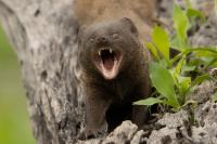 Common dwarf mongoose