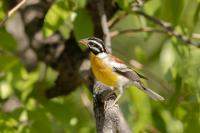 Emberiza flaviventris