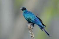 Lamprotornis australis