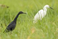 Egretta vinaceigula