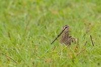 Gallinago nigripennis