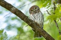 Glaucidium perlatum