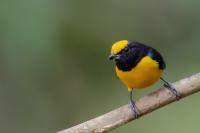 Euphonia xanthogaster