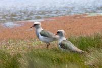 Vanellus resplendens