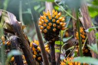 ECUADOR -FLORA