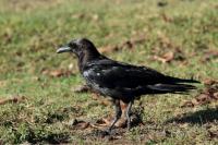 Corvus edithae