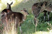 Mountain nyala