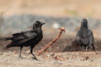 Corvus rhipidurus