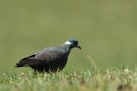 Columba albitorques