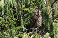 Bubo capensis